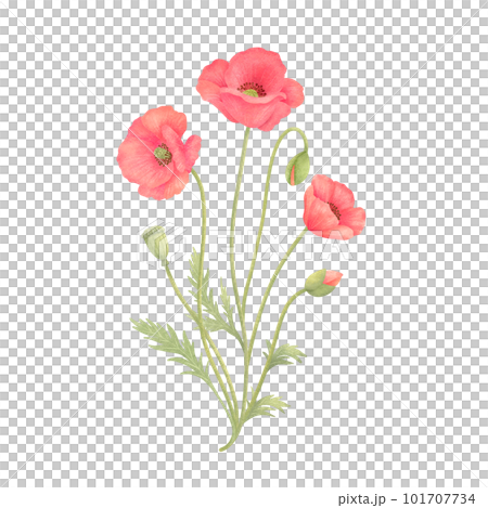 水彩風格的可愛紅罌粟花 101707734