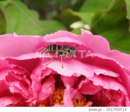 牡丹の花で休む「クロスズメバチ」 101708514