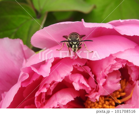 牡丹の花で休む「クロスズメバチ」 101708516
