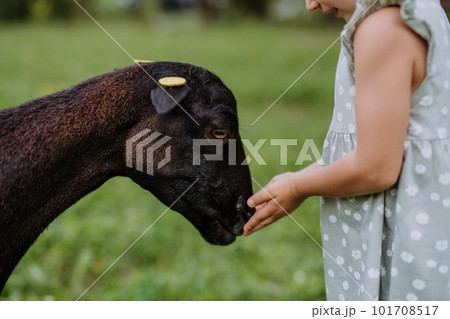 Little girl with cameroonian sheep outdoor on the meadow. Little girl with cameroonian sheep outdoor on the meadow. 101708517