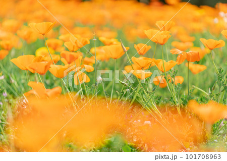 万博記念公園の花の丘に広がるポピーの花畑 101708963