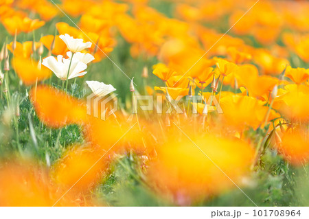 万博記念公園の花の丘に広がるポピーの花畑 万博記念公園の花の丘に広がるポピーの花畑 101708964
