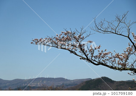 岩山展望台からから見える春の風景　さくら 101709180
