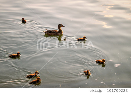 Wild duck family of mother bird and her chicks swimming on lake water at bright sunset. Birdwatching concept 101709228