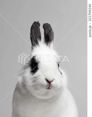 black and white portrait of sweet white rabbit 101709348