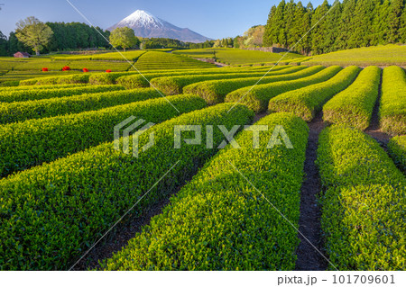 夕日に照らされる茶畑 富士山 夕日に照らされる茶畑 富士山 101709601