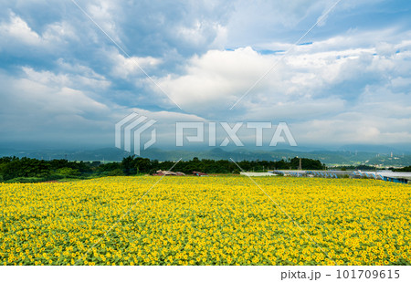 「山梨県」北杜市明野の広大なヒマワリ畑 「山梨県」北杜市明野の広大なヒマワリ畑 101709615