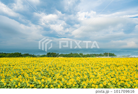 「山梨県」北杜市明野の広大なヒマワリ畑 101709616
