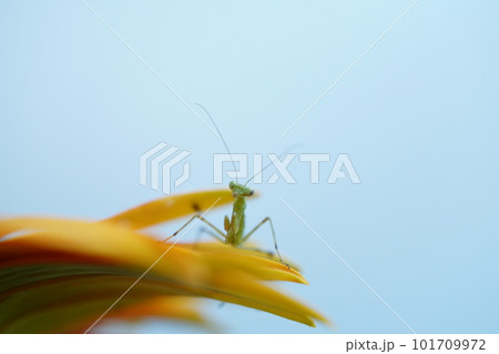 ガーベラの花にカマキリ ガーベラの花にカマキリ 101709972