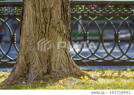 Trunk of a tree in a morning sunlight park near old rusted metal fence. Old big trees in a city park on lawn with green grass and fallen leaves. Trunk of a tree in a morning sunlight park near old rusted metal fence. Old big trees in a city park on lawn with green grass and fallen leaves. 101710451