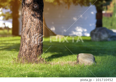 Trunk of a tree and big stone on green grass loan. Soft light vintage effect. Trunk of a tree and big stone on green grass loan. Soft light vintage effect. 101710452