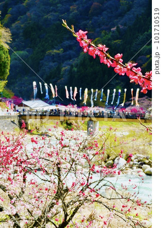 日本一の桃源郷で見られる絶景 101710519