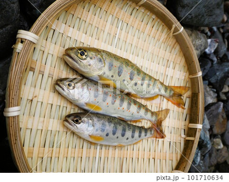 天然食材　渓流のアマゴ 101710634