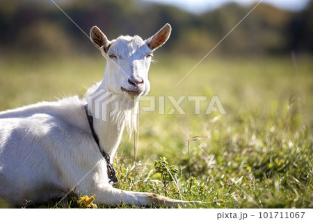 Portrait of white goat with beard on blurred bokeh background. Farming of useful animals concept. 101711067