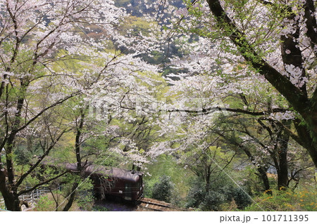 わたらせ渓谷鐵道「森林の桜風景を走る列車」 わたらせ渓谷鐵道「森林の桜風景を走る列車」 101711395