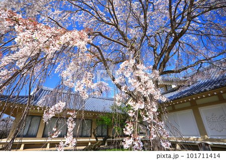 【京都府】桜が満開の醍醐寺（霊宝館） 101711414
