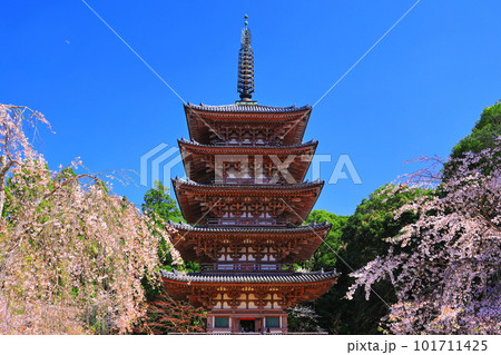 【京都府】桜が満開の醍醐寺(五重塔) 【京都府】桜が満開の醍醐寺(五重塔) 101711425