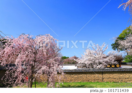 【京都府】桜が満開の醍醐寺（三宝院唐門） 101711439