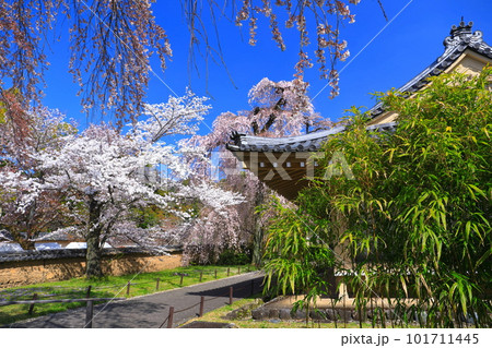 【京都府】桜が満開の醍醐寺(霊宝館) 【京都府】桜が満開の醍醐寺(霊宝館) 101711445