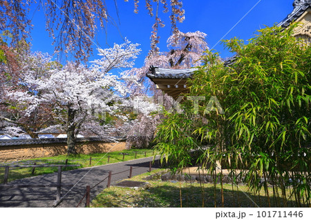【京都府】桜が満開の醍醐寺（霊宝館） 101711446