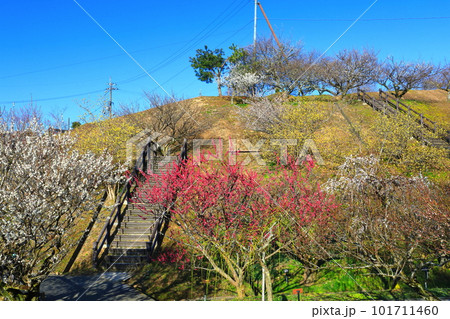【奈良県】梅が満開の月ヶ瀬梅林 101711460