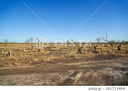 白アリ塚が点在するオーストラリア内陸部の幻想的な景色 101711464