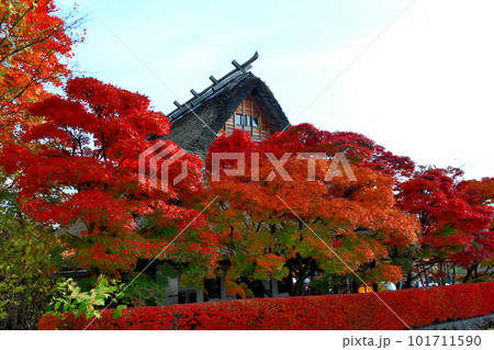 富士山・富士五湖・河口湖の美しい紅葉、大池公園駐車場付近の萱葺き屋根の風景・山梨県富士河口湖町(5) 101711590