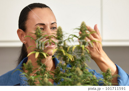 Brunette woman caring for cannabis bush at home, pruning leaves closeup 101711591