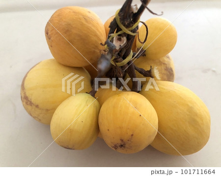 東南アジアの果物（willughbeia edulis） 101711664