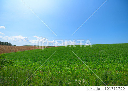 とうもろこし畑 101711790