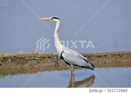 青鷺 heron / Japan 101712005