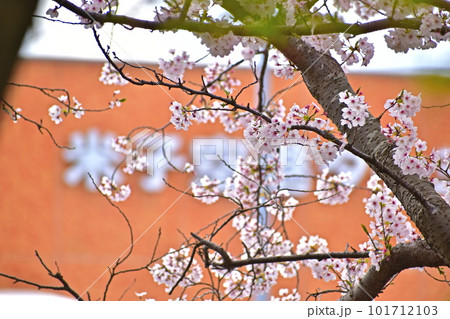 中浜サントピア　桜　さくら　春　鳥取　米子空港　米子鬼太郎空港 101712103