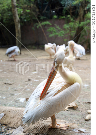 The great white pelican bird in garden The great white pelican bird in garden 101712351