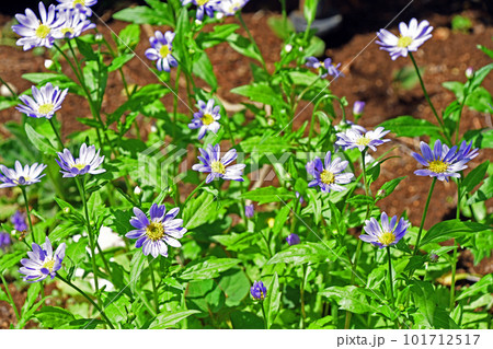 春の庭に咲くミヤコワスレの紫色の花 春の庭に咲くミヤコワスレの紫色の花 101712517