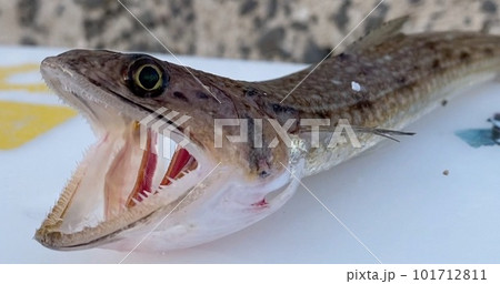 エソが口を開けて威嚇 エソが口を開けて威嚇 101712811