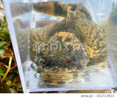 水槽の中で泳ぐカジカ 水槽の中で泳ぐカジカ 101712813