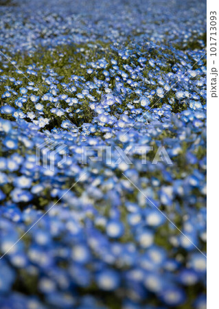 青いネモフィラの花 101713093