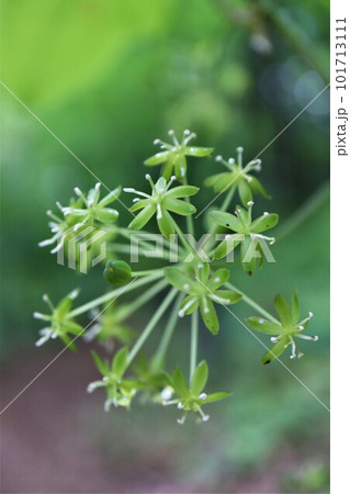 山菜として利用され半球形の散形花序で黄緑色の花が咲くタチシオデ 101713111