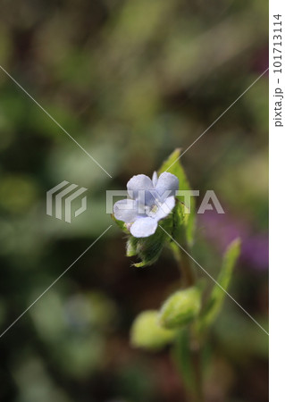 春の野原に咲く葉内花の白い花 春の野原に咲く葉内花の白い花 101713114