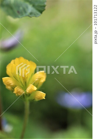 野原に咲くコメツブの様に小さい黄色の米粒詰草の花 101713122