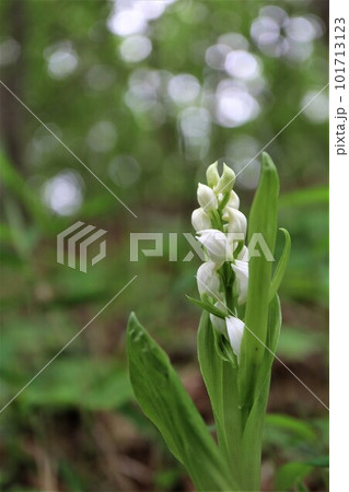 山林にひっそり咲くギンランの白色の花 山林にひっそり咲くギンランの白色の花 101713123