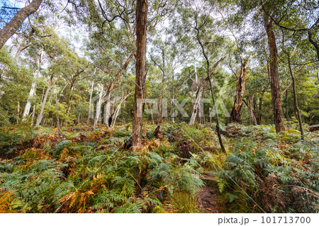 Chatauqua Peak Trail Grampians Australia Chatauqua Peak Trail Grampians Australia 101713700