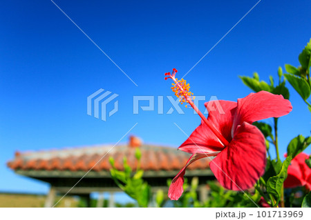 沖縄 赤いハイビスカスと赤瓦屋根とシーサーと青空 沖縄 赤いハイビスカスと赤瓦屋根とシーサーと青空 101713969