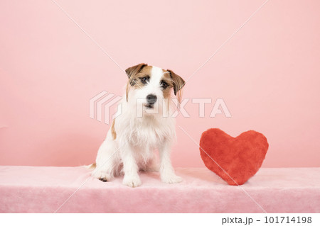ピンクバックと赤いハートとカメラ目線のジャックラッセル ピンクバックと赤いハートとカメラ目線のジャックラッセル 101714198