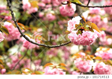 大阪造幣局の桜の通り抜けの泰山府君 101714513