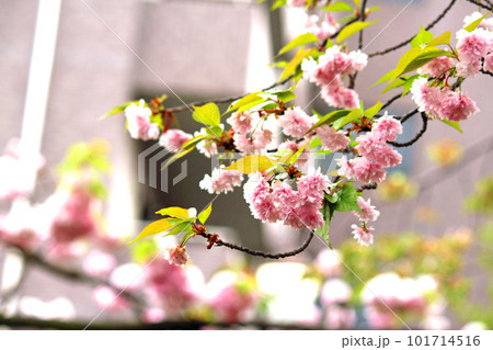 大阪造幣局の桜の通り抜け泰山府君 101714516