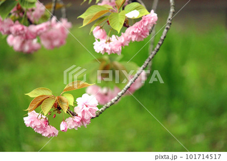 大阪造幣局の桜の通り抜け可憐に咲く泰山府君 101714517