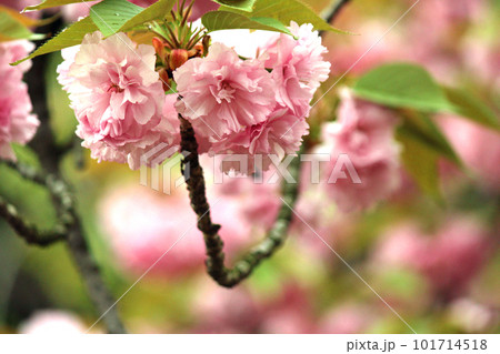 大阪造幣局の桜の通り抜け咲き誇る泰山府君 101714518