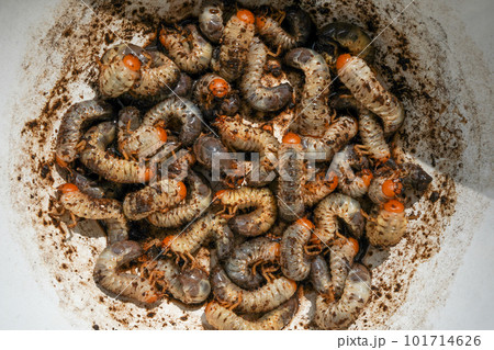 コガネムシの幼虫 101714626