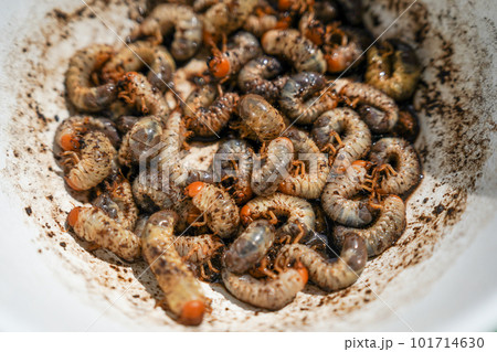 コガネムシの幼虫 コガネムシの幼虫 101714630